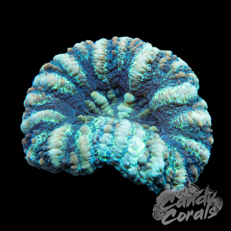 Assorted Ultra Purple Button Scoly