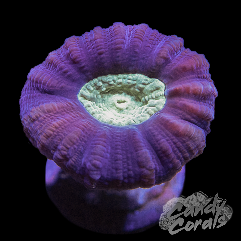 Bi-Colour Candy Cane Coral Per Polyp B12