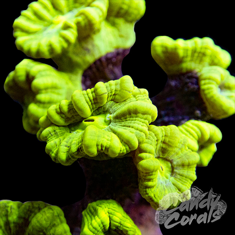 Kryptonite Candy Cane Coral Per Polyp Candy Corals