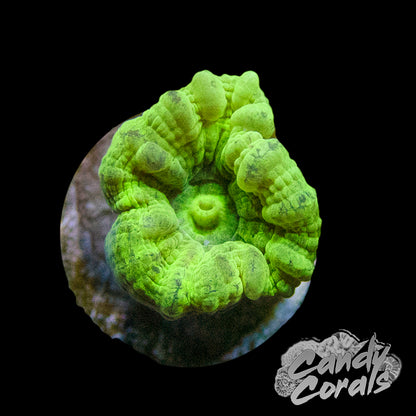 Kryptonite Candy Cane Coral Per Polyp