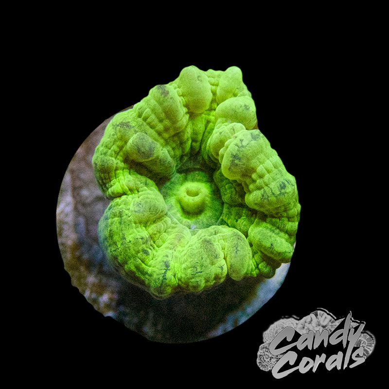 Kryptonite Candy Cane Coral Per Polyp B14