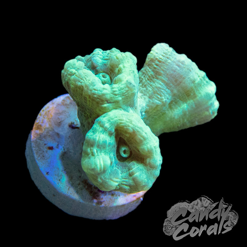 Green Candy Cane Coral Frag Candy Corals