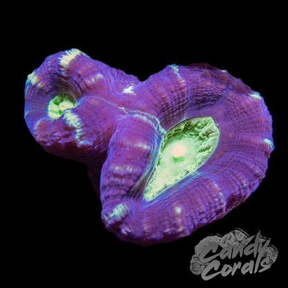 Bi-Colour Candy Cane Coral Per Polyp