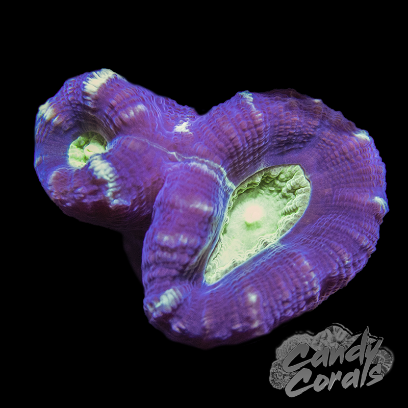 Bi-Colour Candy Cane Coral Per Polyp B12