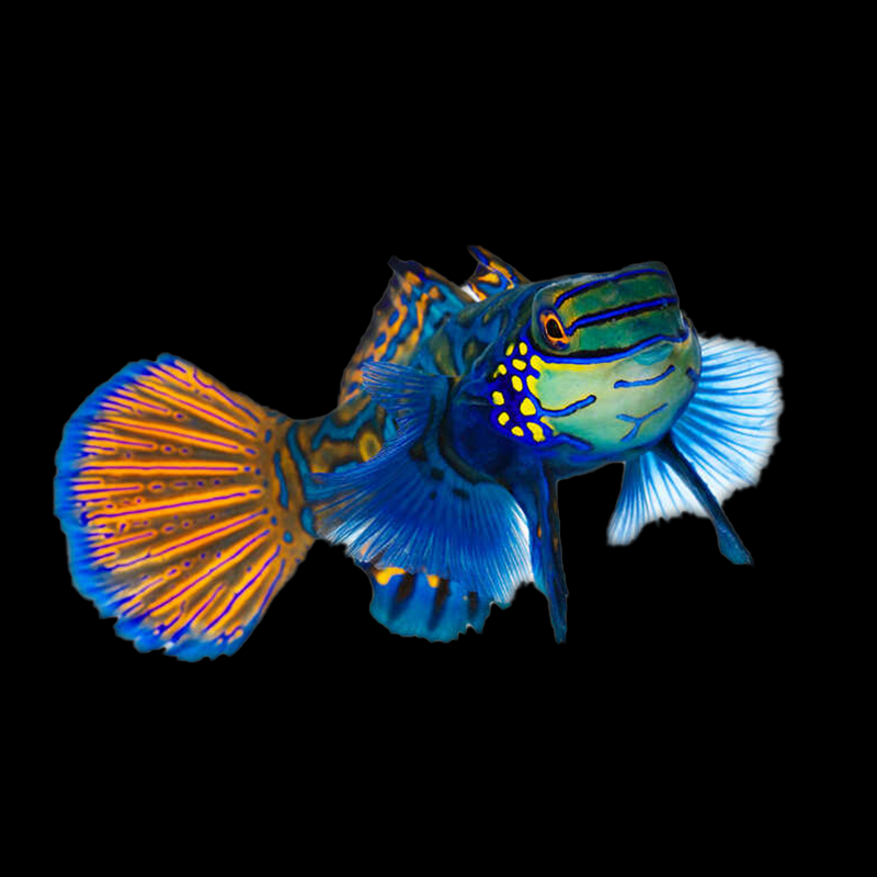 Captive Bred Mandarin