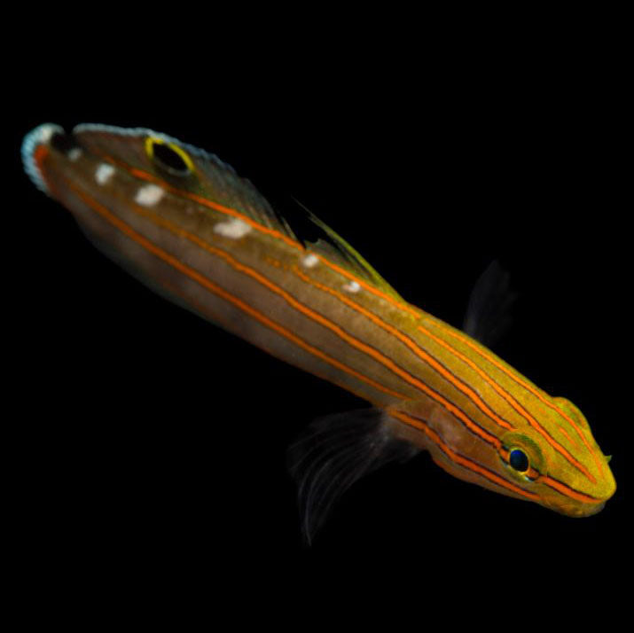 Captive Bred Court Jester Goby