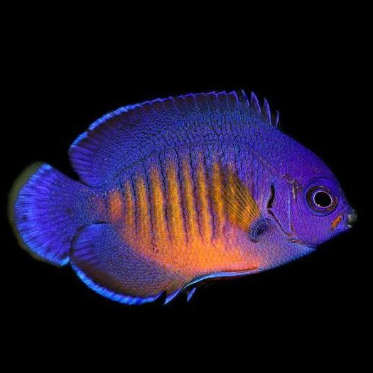 Captive Bred Coral Beauty Angelfish