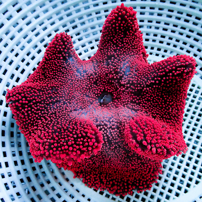 Bright Red/Pink Carpet Anemone