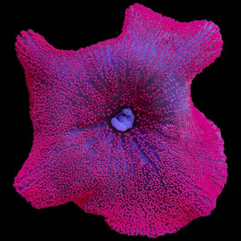 Bright Red/Pink Carpet Anemone