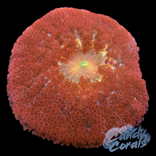 Red Mini Carpet Anemone