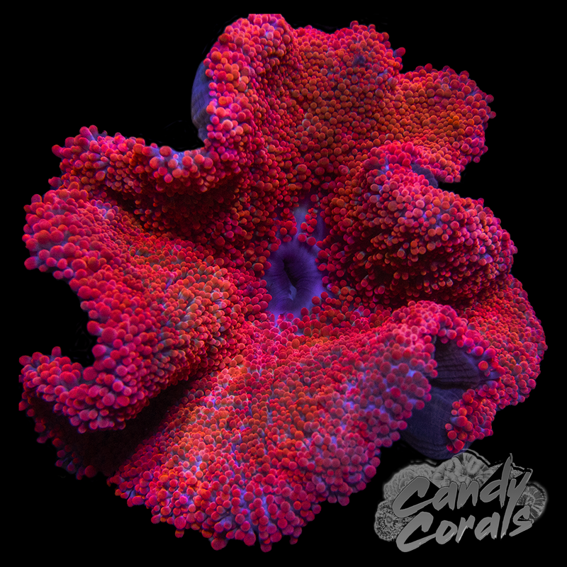 Bright Red/Pink Carpet Anemone