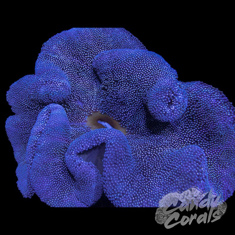Blue Carpet Anemone