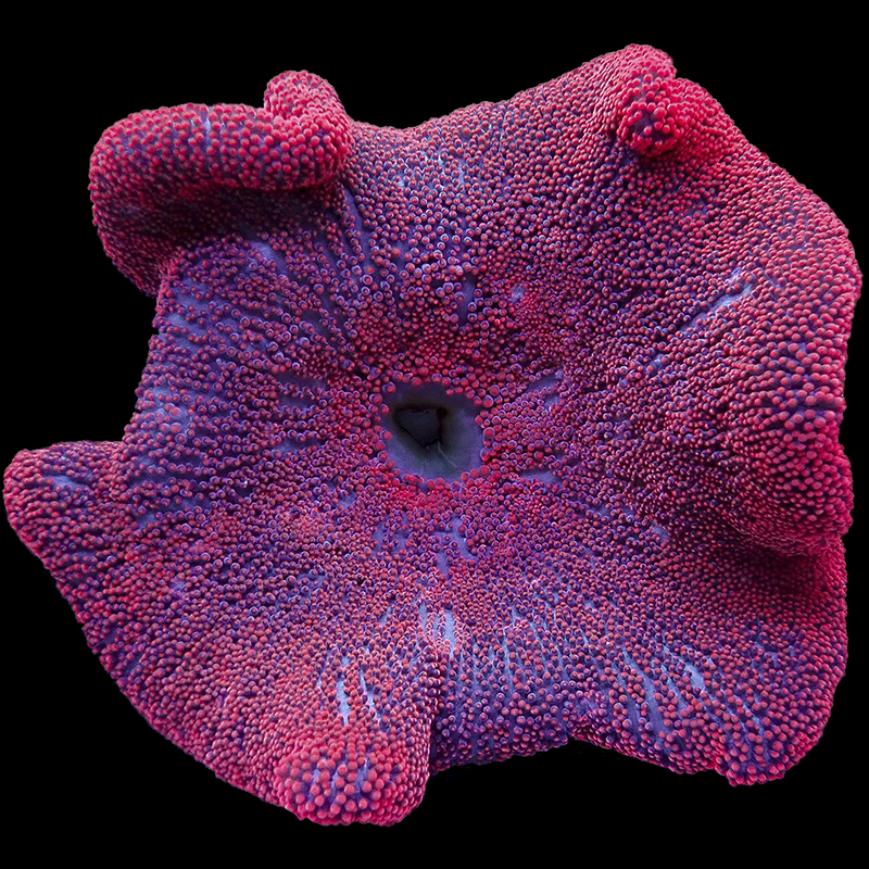 Bright Red/Pink Carpet Anemone