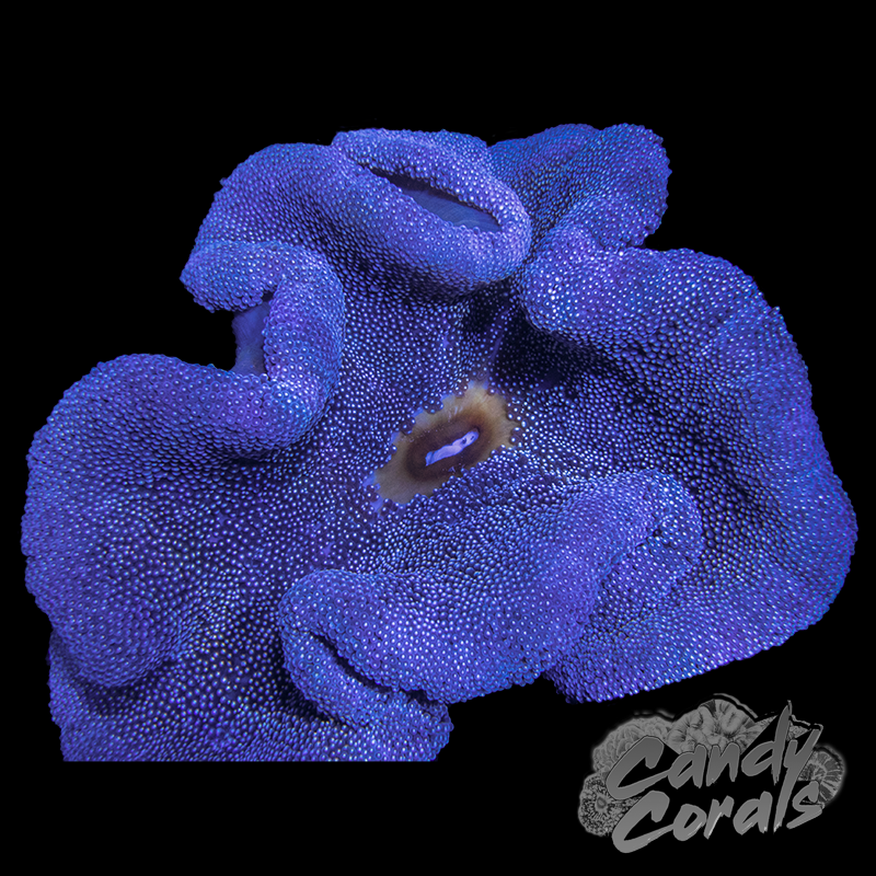 Blue Carpet Anemone
