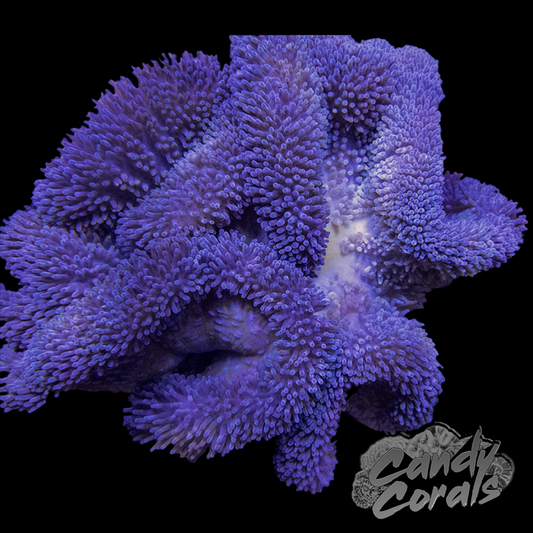 Blue/Purple Carpet Anemone