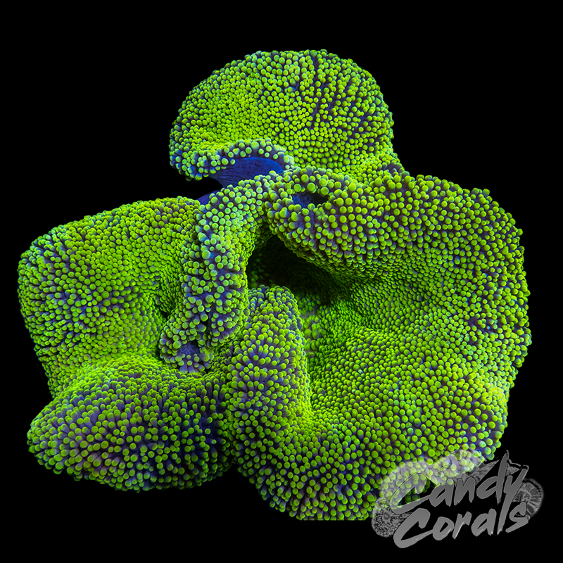Yellow Highlighter Carpet Anemone