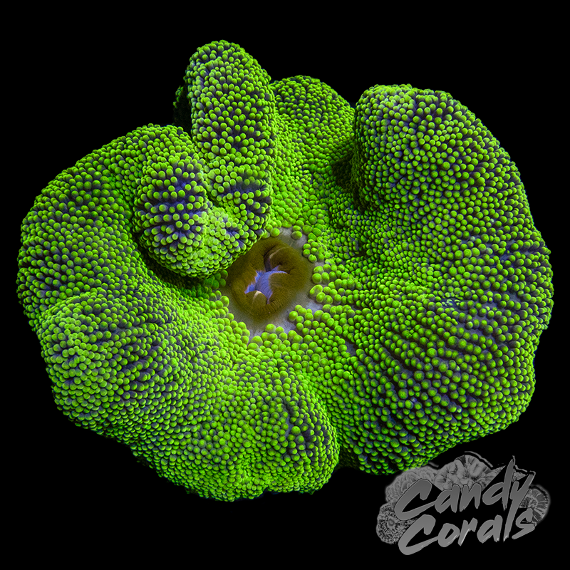 Yellow Highlighter Carpet Anemone