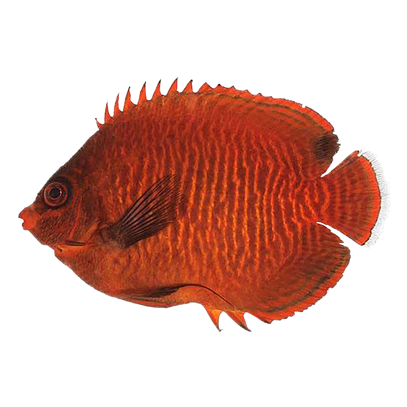 Captive Bred Golden Angelfish