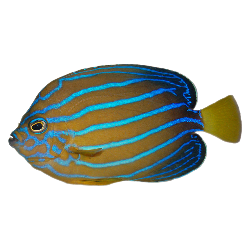 Blue Line Angelfish