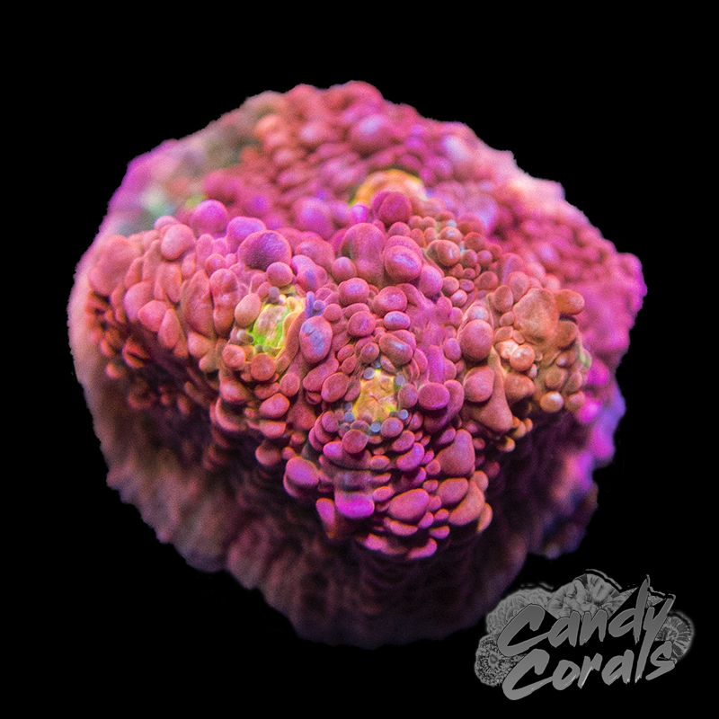 Pink Boobies Chalice Frag