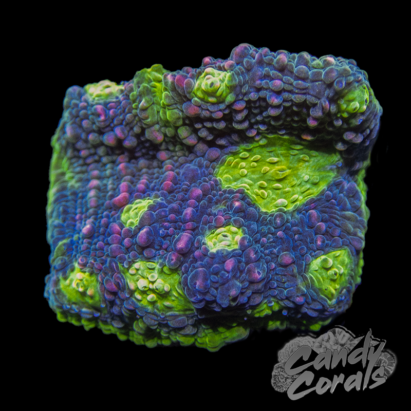 Pink Spot Watermelon Chalice Frag C1