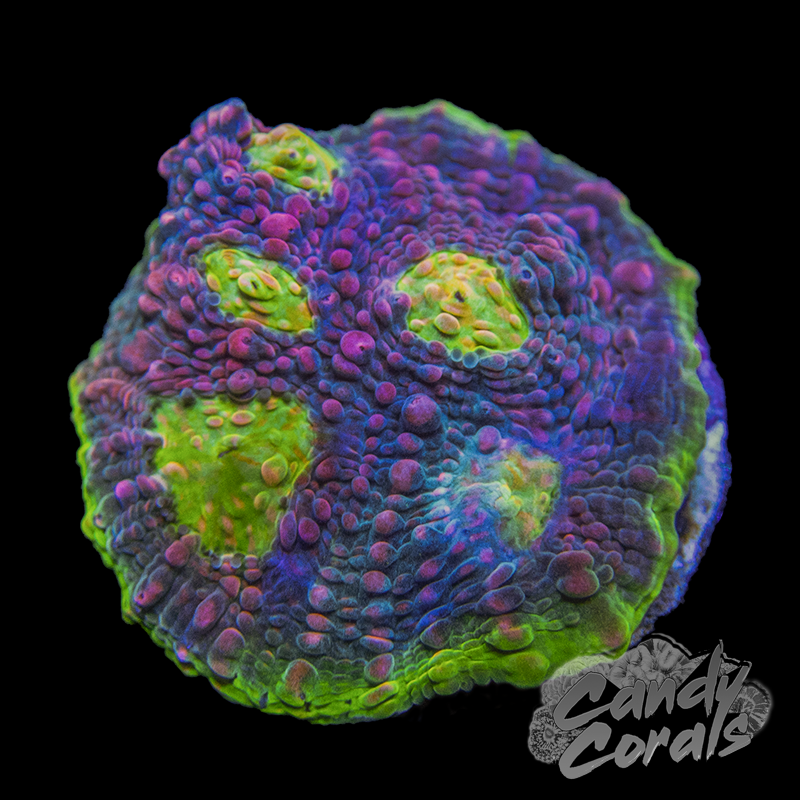 Pink Spot Watermelon Chalice Frag C1