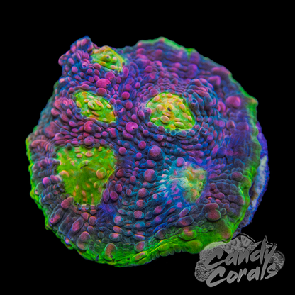 Pink Spot Watermelon Chalice Frag C1