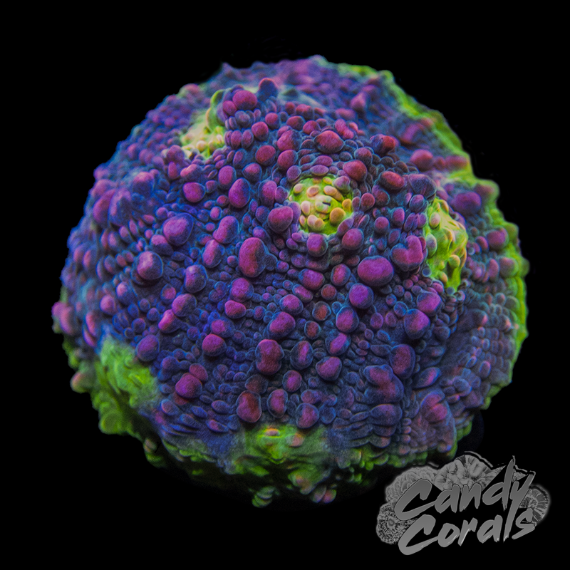 Pink Spot Watermelon Chalice Frag C1