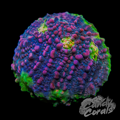 Pink Spot Watermelon Chalice Frag C1