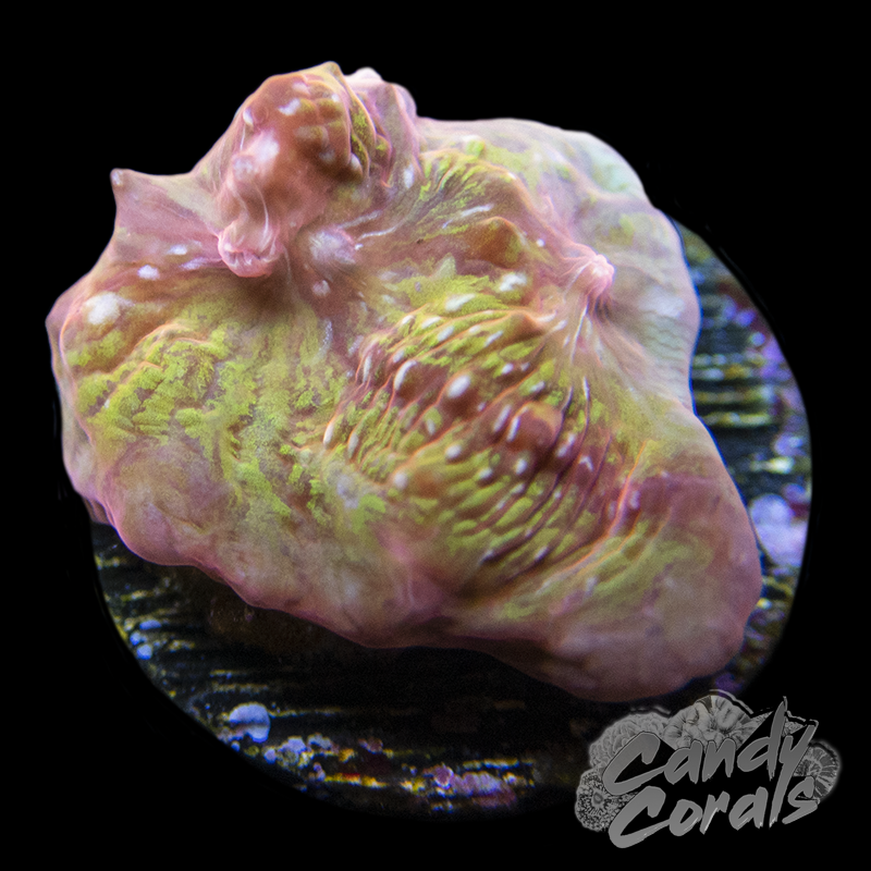 Jason Fox Yellow Addiction Chalice Frag C3