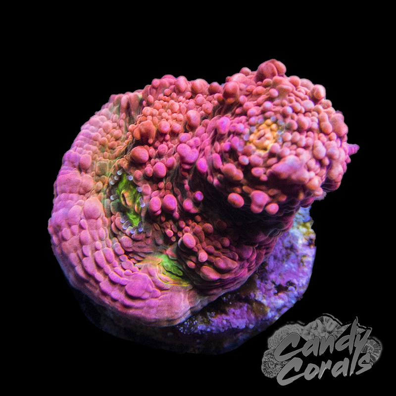 Pink Boobies Chalice Frag
