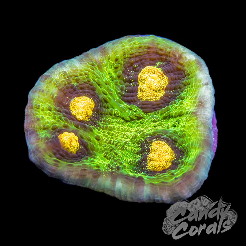 JF Raja Rampage Chalice Frag C5