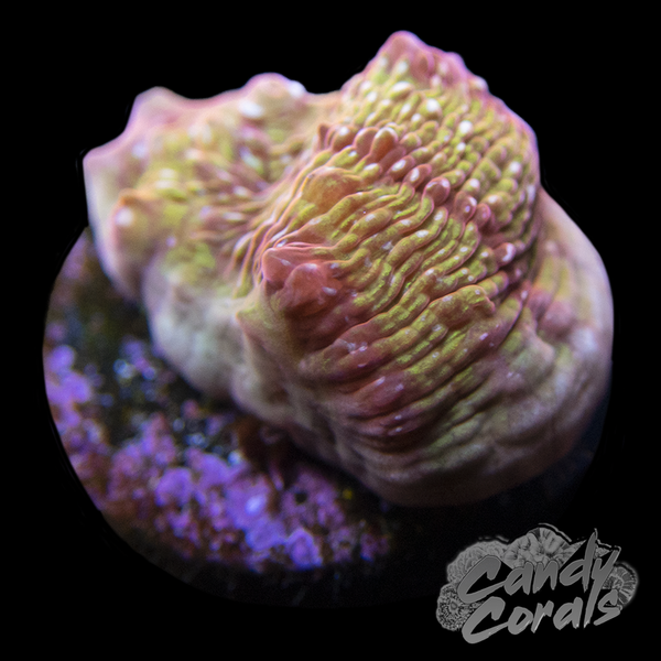 Jason Fox Yellow Addiction Chalice Frag C3 – Candy Corals