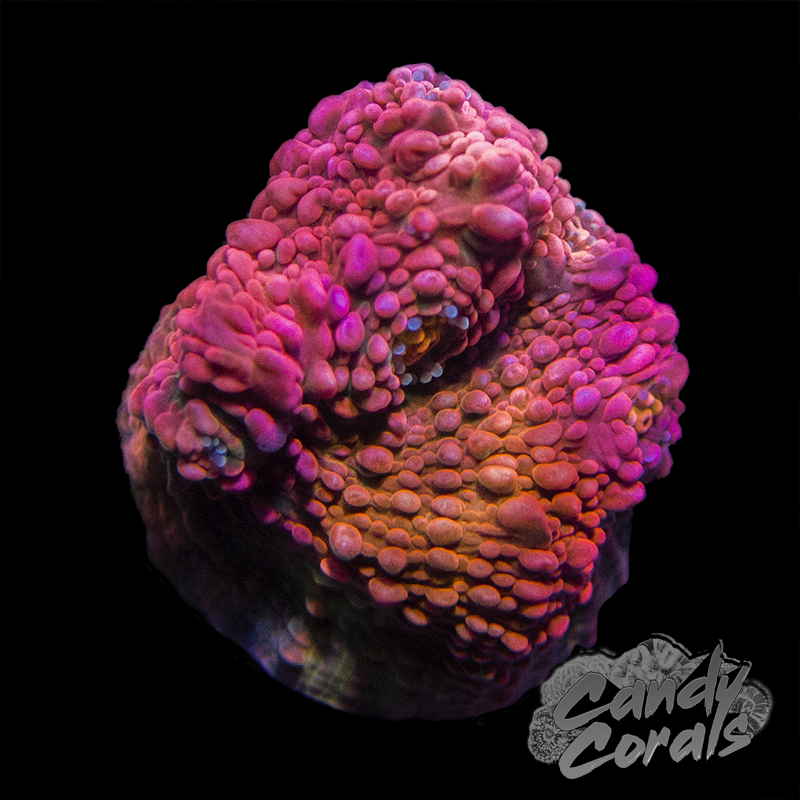 Pink Boobies Chalice Frag