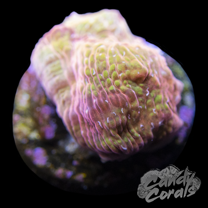 Jason Fox Yellow Addiction Chalice Frag C3