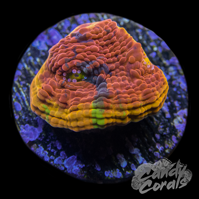 Rainbow Dynamite Chalice Frag C10