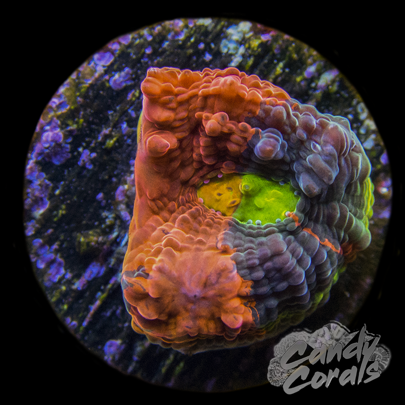 Rainbow Dynamite Chalice Frag C10