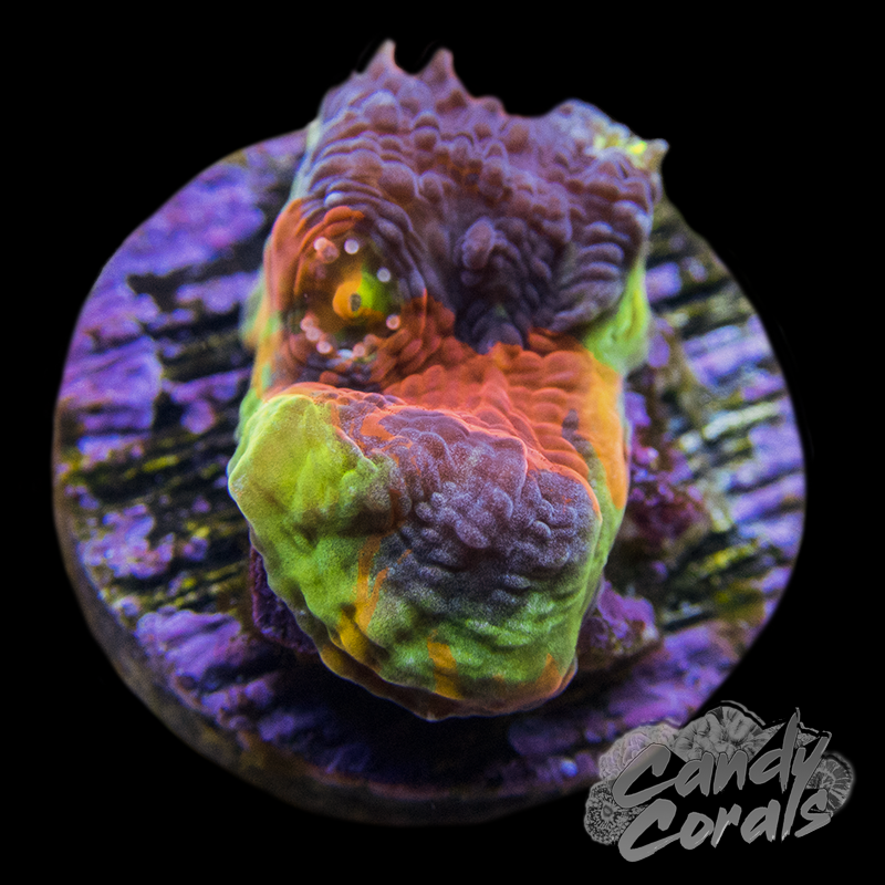 Rainbow Dynamite Chalice Frag C10