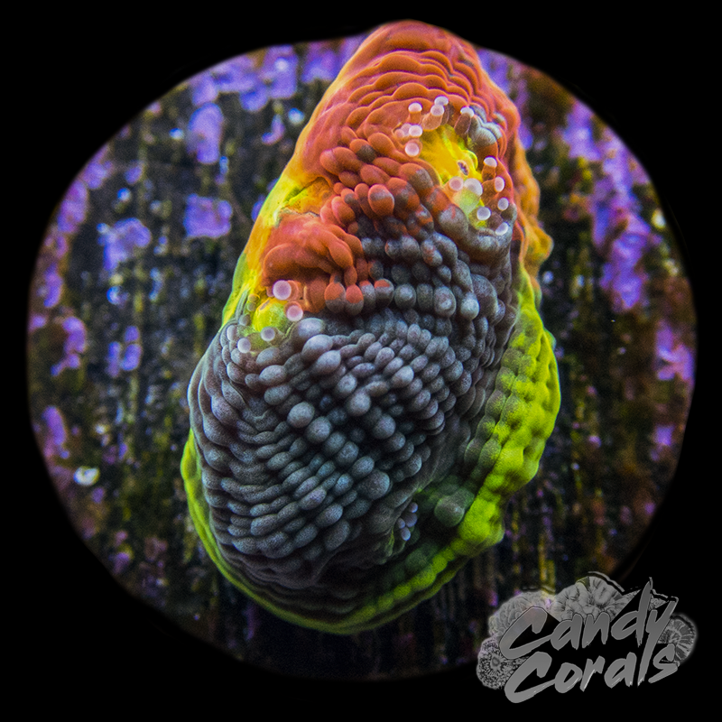 Rainbow Dynamite Chalice Frag C10