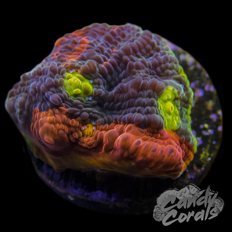 Rainbow Dynamite Chalice Frag C10