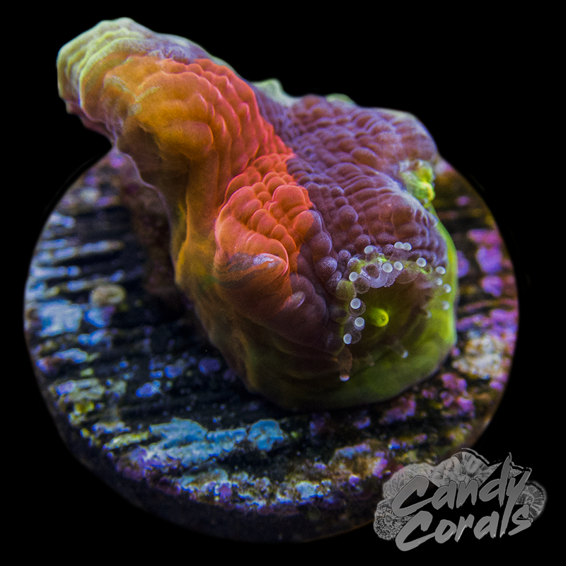 Rainbow Dynamite Chalice Frag C10