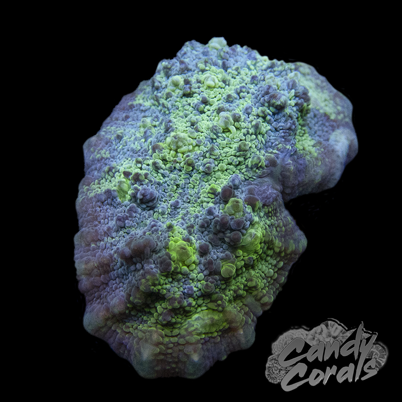 Bi-Colour Chalice Frag C7