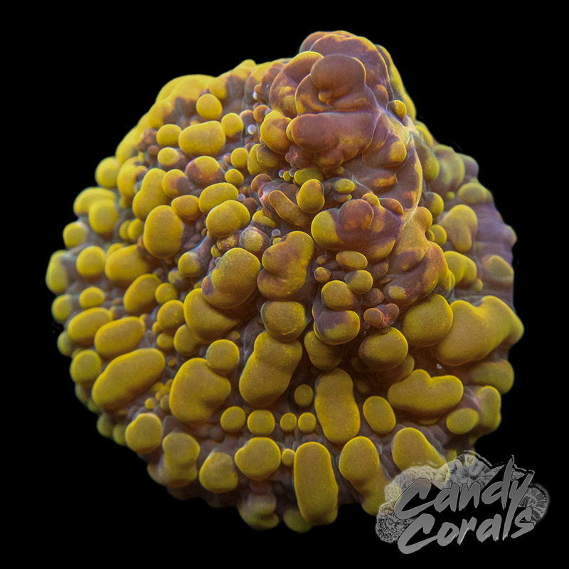 Cherry Corals OG Cloudberry Chalice Frag C4
