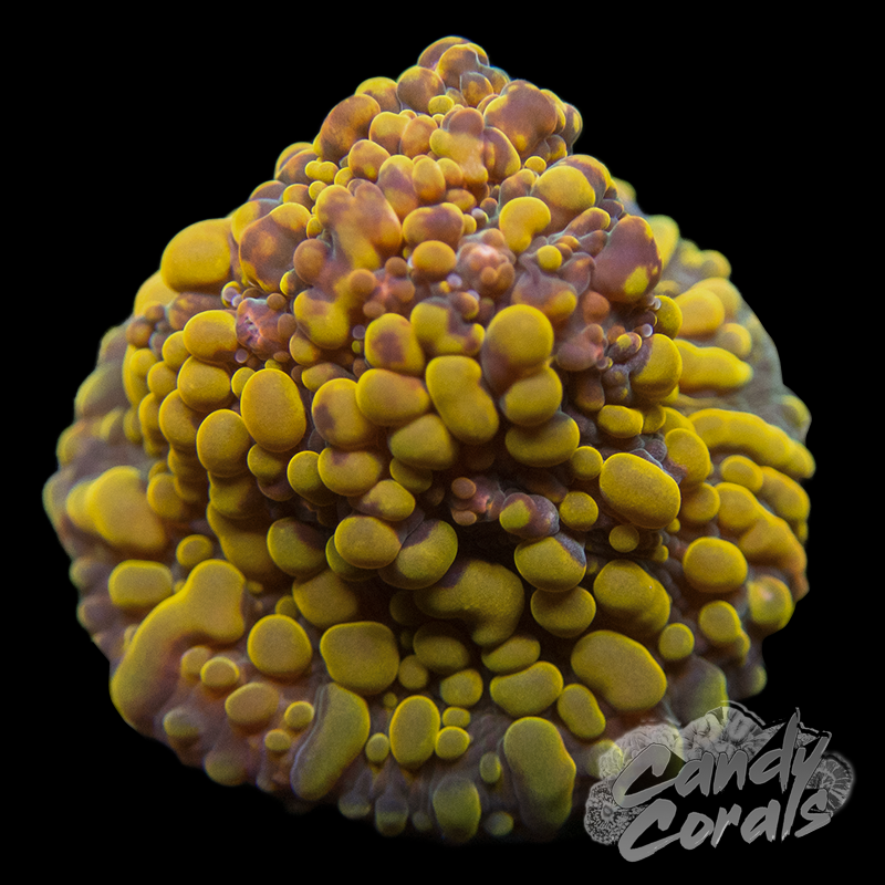 Cherry Corals OG Cloudberry Chalice Frag C4