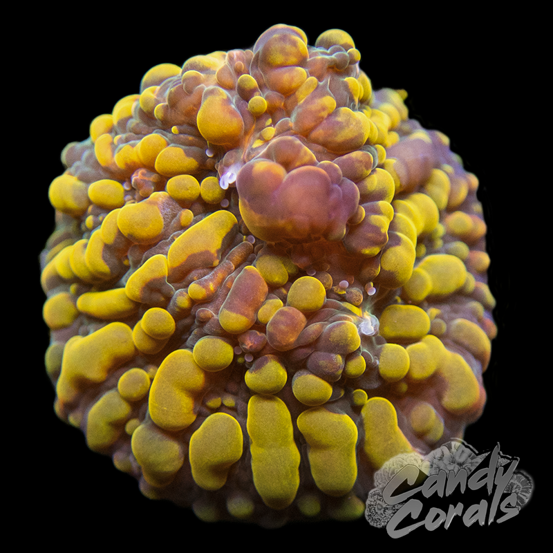 Cherry Corals OG Cloudberry Chalice Frag C4