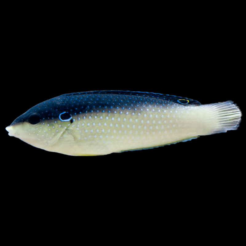 China/Pearl Wrasse