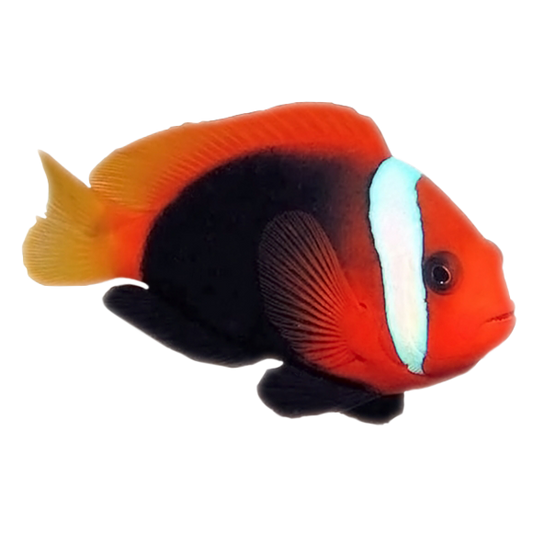 Captive Bred Cinnamon Clownfish