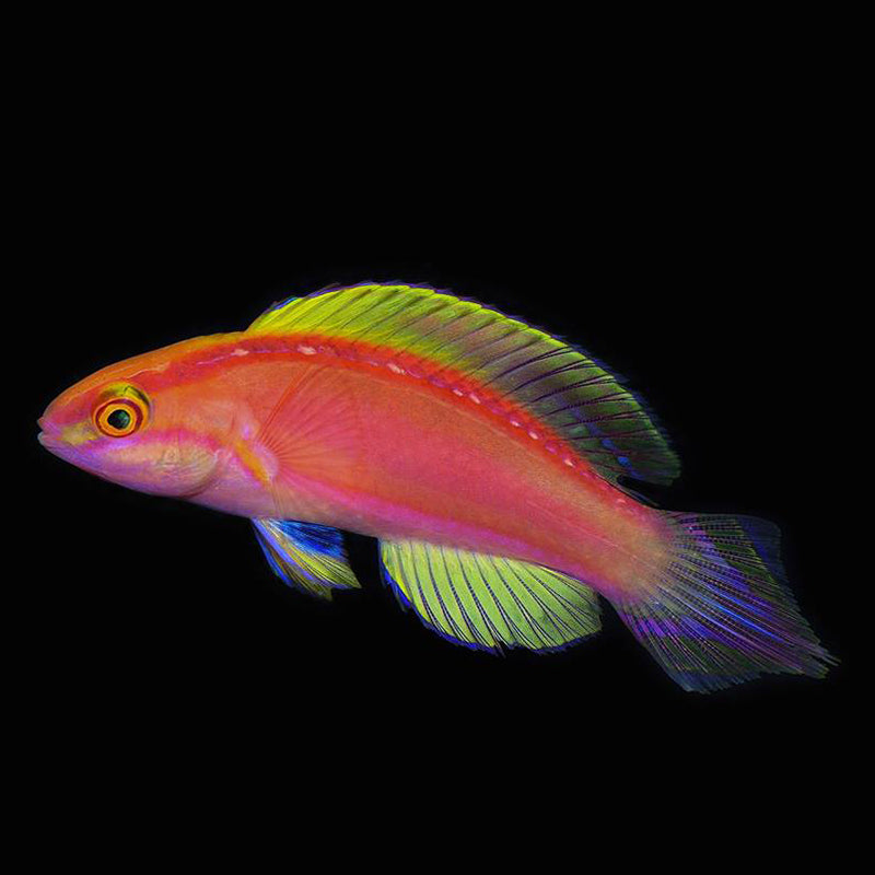 Male Rose Band Fairy Wrasse