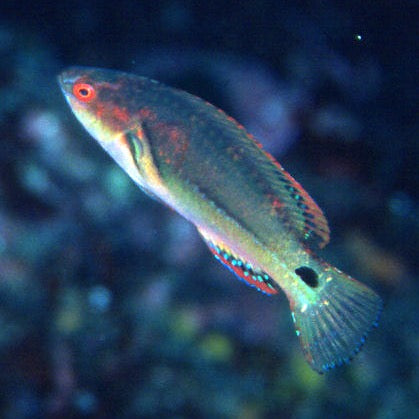 Exquisite Fairy Wrasse