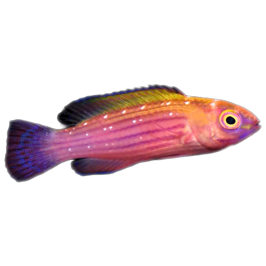 Earle's Fairy Wrasse